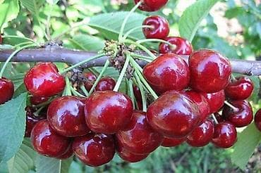 GİLAS TİNGLƏRİ SATILIR 📍 Şabran rayonu Ərkən sortlar mövcuddur: ✅