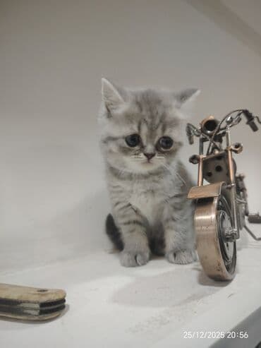 донской сфинкс котята: Самец, Самка — 2