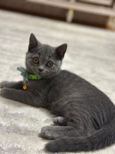 клетки для попугаев купить: Британская, Самец, Доставка в районы — 3