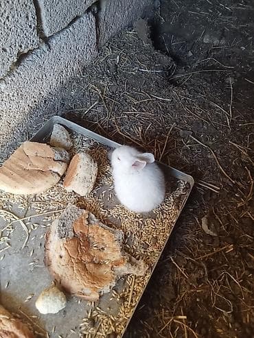 Digər heyvanlar: Optovoy Satılır İki Dişi Yeddi Bala — 2