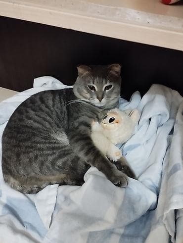 boyumeyen pisik: Şotland yastı qulaq — 4