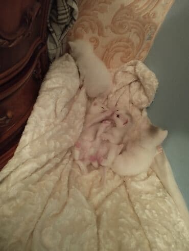 сфинкс кошка цена: Шотландская, Самец, Самка, В добрые руки, Самовывоз — 2