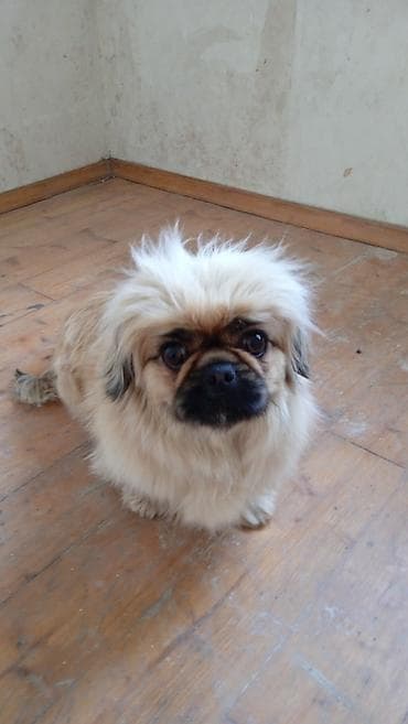 samoyed balasi satilir: Pekines, 6 ay, Dişi — 1