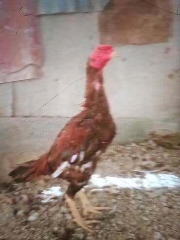 cucə və xoruz təmsil: Məhsul: Uzunboyun döyüş tipi xoruz (fotoşəkillərdəki) Təsvir: - — 7