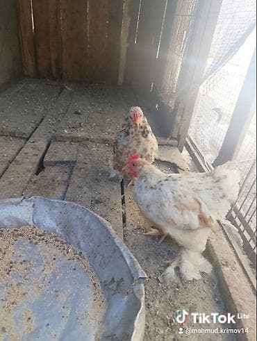 papuqay type 1: Koxin beçələr 5 aylıqdılar qiymət birinə aiddi sağlamdılar — 2