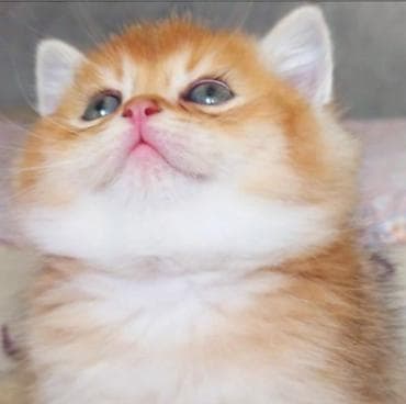 Pişiklər: Britan, Erkək, Yaxşı əllərə, Ünvandan götürmə — 2