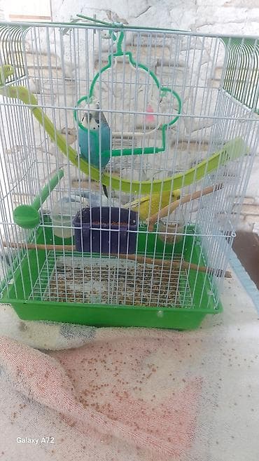 Məhəbbət tutuquşu - Növ: məhəbbət tutuquşular (2 ədəd – birinin