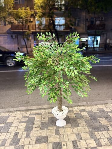 bitki toxumlari: Depodan bir basa satis 70azn baslayan dekarativ suni agaclar topdan — 24