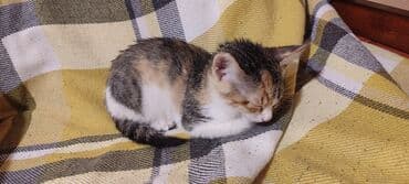 ev pişiyləri: Yaxşı əllərə — 2