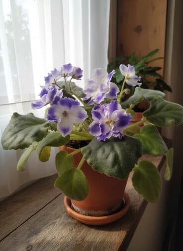 orxideya gülünün qiyməti: Цветущие фиалки.По 8м — 1