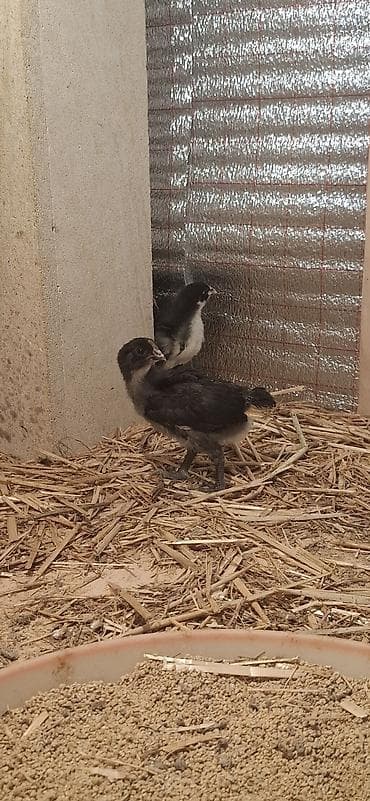 Индюшки: Təmiz qan Alman Astroloq (uzunquyruq) 20 günlük cücələri — 4