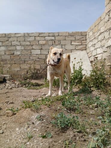 cau cau iti satilir: Akita-inu, 2 il, Erkek, Ünvandan götürmə — 2