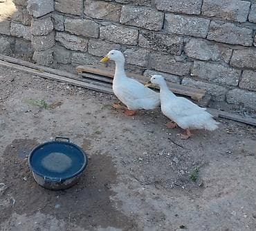 goyercin berde type 0: Təmiz 1 cüt Pekin ördəyi satılır.1 illikdir — 3