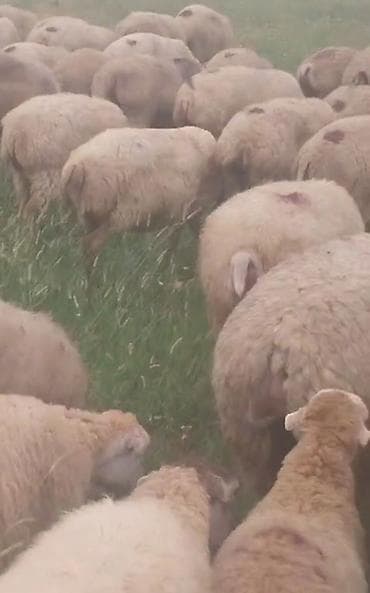 cins qaz: Dişi, il: 1, Damazlıq, Pulsuz çatdırılma — 10