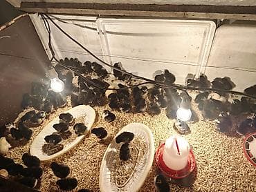 cuce satisi 2019: Toyuq cücələri, Damazlıq — 5