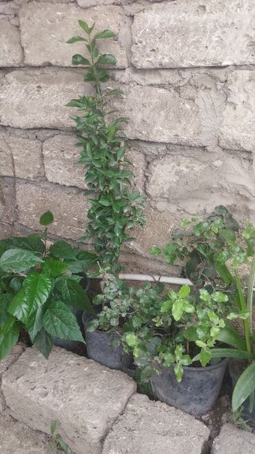 tuya ağacı nedir: 1ədəd Həmişə yaşıl bitki. Adına şimşad da deyirlər. Boyu 1 metr — 2