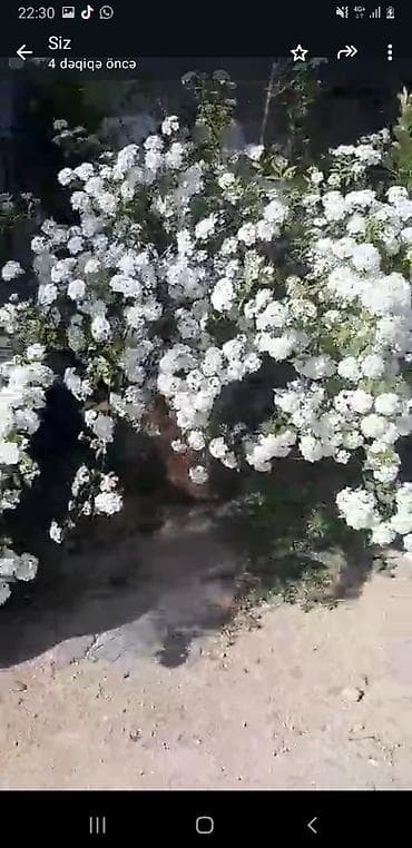 Ağ çiçəkli bəzək kolları – spirea (iyun gülü) fidanları - Bitki növü