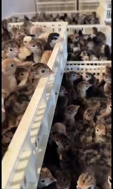 hindüşka: Hinduşka cücələri, Ətlik — 1