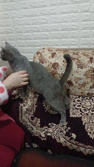 balaca pisikler: Britan, Dişi, Yaxşı əllərə, Pulsuz çatdırılma — 6