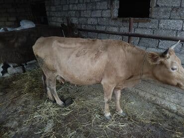 Digər heyvanlar: Erkək, il: 1, Damazlıq, Ünvandan götürmə — 10