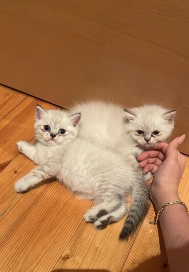 scottish pişik: Şotland, Dişi, Yaxşı əllərə, Ünvandan götürmə — 1