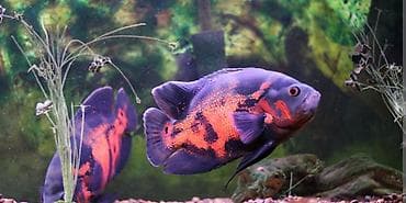akvarium dekor: Oskar balığı, Yırtıcı — 2