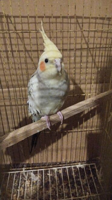 goyercin yuvasi: Məhsul: Nimfa (Cockatiel) tutuquşuları – ağ-sarı rəngli, yanaqlarda — 5