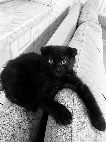 Şotland, Dişi, Yaxşı əllərə, Ünvandan götürmə