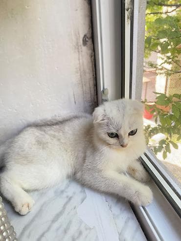 erkey pisik adlari: Şotland — 5