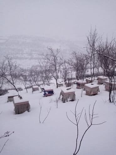 доска объявлений пчелы: Arıçılıq üçün qışladılmış arı ailələri və tam komplekt pətəklər - Dağ — 3