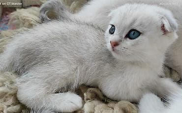 pitbull bala: Şotland yastı qulaq, Yaxşı əllərə — 7