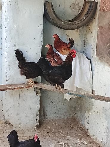 21 Toyuğ 3 Ədəd Beçə