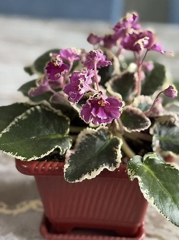 ucuz tort. sifarisi instagram: Afrika bənövşəsi (Saintpaulia) – variegatlı yarpaqlı və — 2