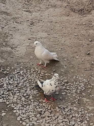 heyvanlara verilən xüsusi adlar: Salam. Quslar satilir tam saglam heyvanlardi 2side mayadi. Istiyen — 1