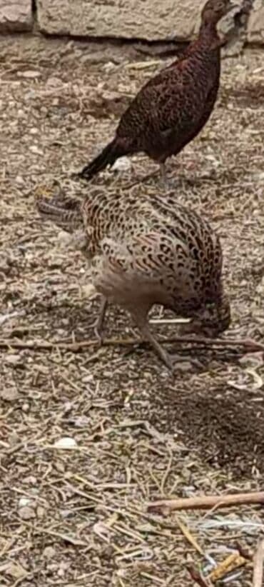 geref quşu: Toyuq, Damazlıq — 7