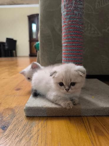 pişim: Şotland — 8