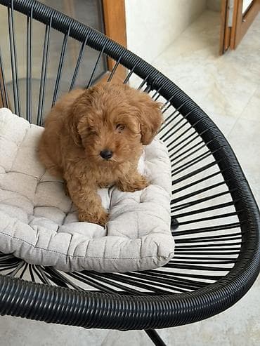 cins at: Satılır Maltipoo balası. Yaşı: 2 aylıq Rəngi: qırmızı (ginger) — 2