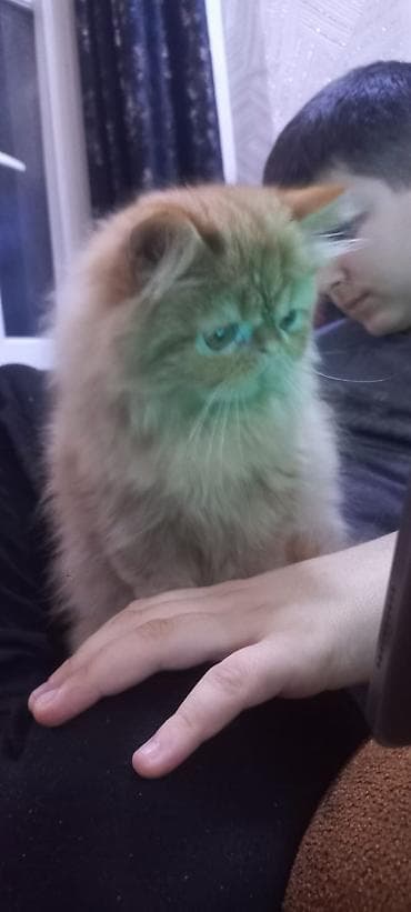 pişiy adlari: Fars, Erkək, Yaxşı əllərə, Pulsuz çatdırılma — 3