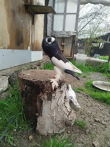 itlerin satisi ve qiymetleri: Cins: Şişin sinəli, tüklü pəncəli göyərçin . super damazliq şişman — 4