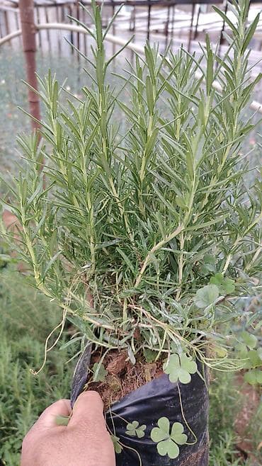 qab gulleri: Rozmarin (Rosmarinus officinalis) fidanları – qablarda yetişdirilmiş — 5