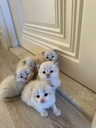 pişik tasma: Şotland — 6