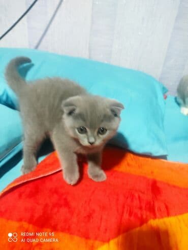 cins toyuq: Şotland, Erkək, Dişi, Yaxşı əllərə, Ünvandan götürmə — 2