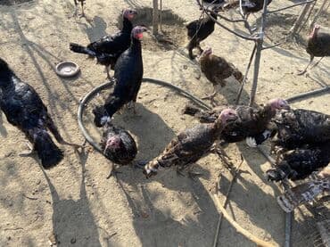 hinduşka yumurta: Salam super sağlan hinduşkalardır 40yaxındır çəkili heyvanlardır unvan — 3