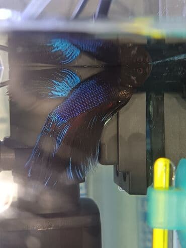 it satışları: Betta (Petuşok balığı), Sülhsevər — 1