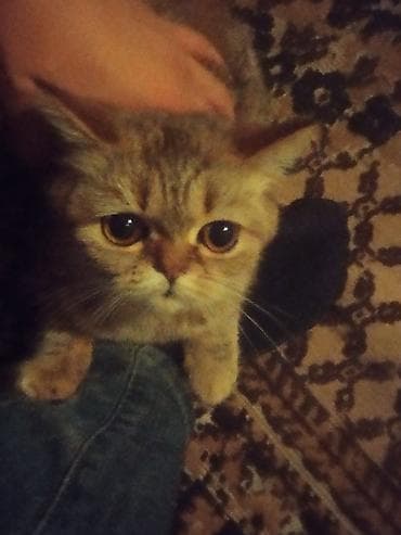 pulsuz pisik: Cins gözəlliyi ilə seçilən ev pişiyi - Qısa burunlu, yumru üzlü — 6