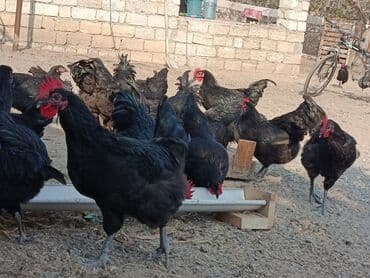 alman coban: Toyuq, Yumurtalıq — 6