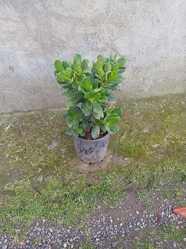 sakura ağacı: Succulent – Pul Ağacı (Crassula ovata) - Qalın, ətli, parlaq-yaşıl — 2