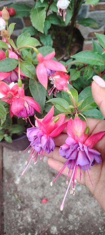 balı: Məhsul: dekorativ saksı bitkiləri – Fuşya (Fuchsia) və Koleus (Coleus) — 3