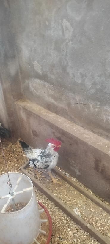 tap az goyercin: Ancaq Xoruzdur 13 ədədir hamsını alana edirdim olar. bu nömrəyə zəng — 2