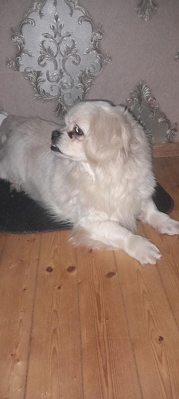 İtlər: Pekines, 2 il, Dişi, Peyvəndli, Ünvandan götürmə — 2